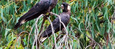 Carnaby's black cockatoo, short-billed, perched on a branch, black feathers, yellow cheek patch.