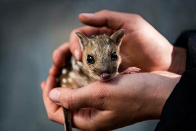 Eastern Quoll, spotted fur, alert pose, standing on ground.