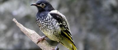 shutterstock_1992152789