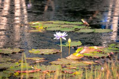 Lily flower, white petals, green leaves, close-up shot.