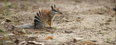 Numbat, a small marsupial, walking on a forest floor with green foliage.
