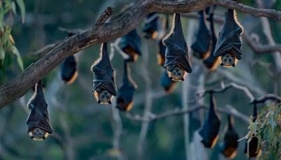 Bats flying at dusk, silhouette against a colorful sky.