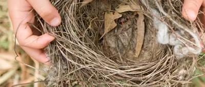 Nest toolkit with various natural elements, including twigs and leaves.