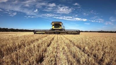 Woman in a white dress, standing in a field of tall green grass, sunny day.