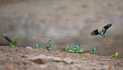 Golden-shouldered parrots in flight, vibrant plumage, blue sky background.