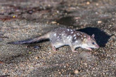 Northern Quoll CC-By-NC David White, iNaturalist