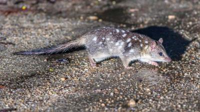 Northern Quoll CC-By-NC David White, iNaturalist
