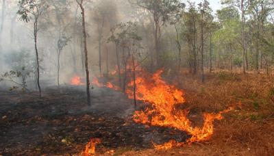 Header image: Green canopy, trees, blue sky, sunlight.