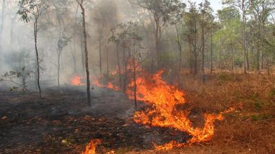 Header image: Green canopy, trees, blue sky, sunlight.