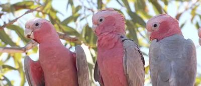 Two pink and grey galahs perched on a branch, nature toolkit graphic.