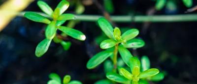 Seedlings in a tray, nature toolkit.
