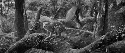 Black and white image of a quoll, a small carnivorous marsupial, cropped.
