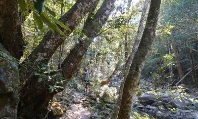 Header image: Lush green forest canopy, sunlight filtering through leaves.