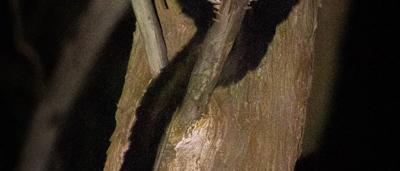 Woman smiling, camping near a tent, trees in background.