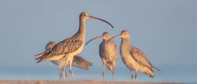 Far Eastern Curlews in flight, brown plumage, long curved beaks, against a blue sky.