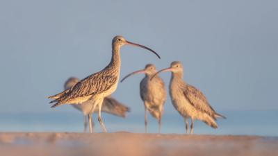 Far Eastern Curlews in flight, brown plumage, long curved beaks, against a blue sky.