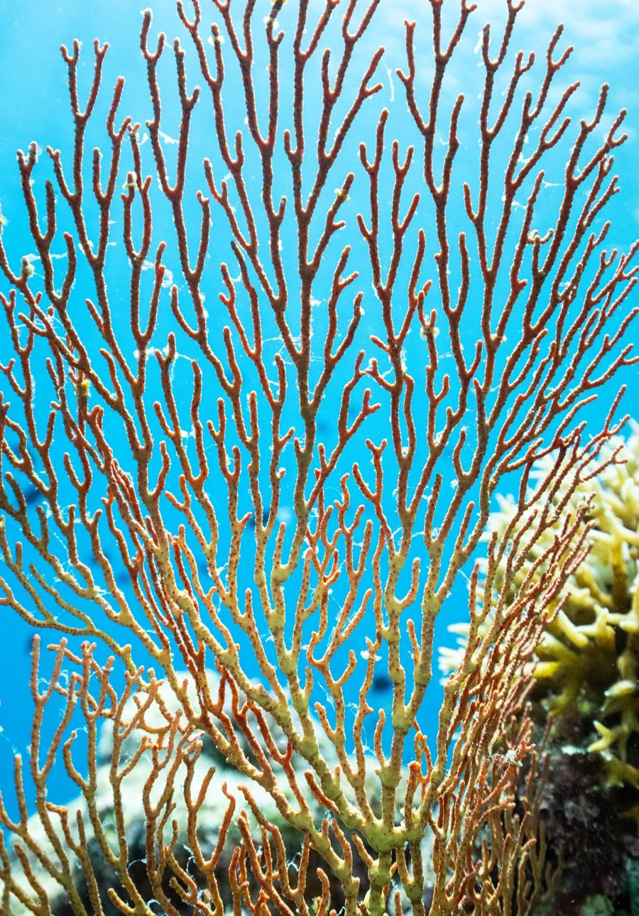 Scott Reef, threatened by Woodside's Browse Gas Project