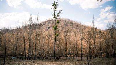 Burnt trees and landscape after a bushfire, showing devastation.