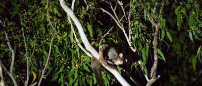 Green field with trees, blue sky, and a distant building.