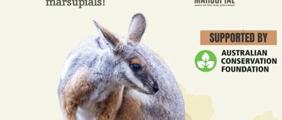 Rock wallaby perched on rocks, looking alert.