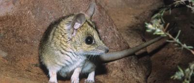 Woman in a red jacket, smiling, holding a microphone, speaking outdoors.