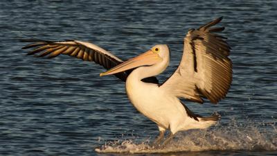 Pelican in flight over water, blue sky background.