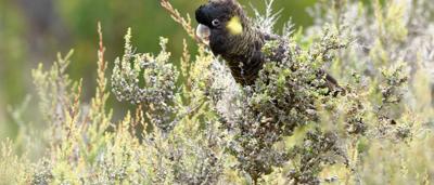 Yellow-tailed black cockatoo perched in shrubs, black feathers, yellow cheek patch, beak visible.