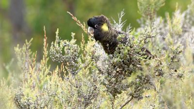 Yellow-tailed black cockatoo perched in shrubs, black feathers, yellow cheek patch, beak visible.
