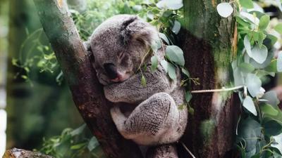Koala clinging to eucalyptus tree branch.