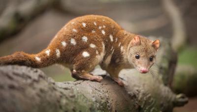 Quoll, a small, spotted marsupial, standing on a log, looking alert.