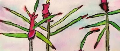 Spider orchid at sunset, pink and orange hues, silhouette of plant.