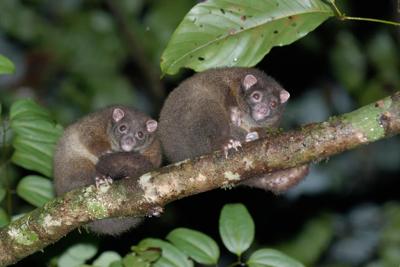 Lemuroid Ring-tailed Possum