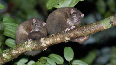 Lemuroid Ring-tailed Possum