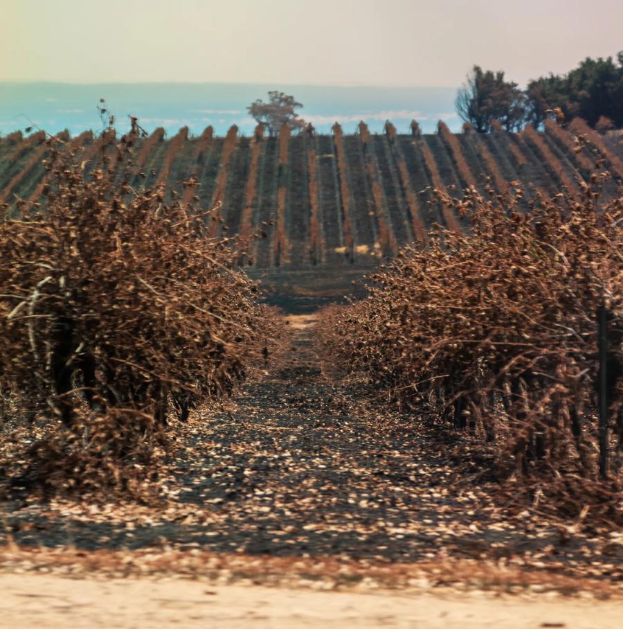 Charred grapevines at Upton Hill