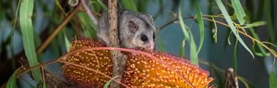 Pygmy possum in a tree, head and shoulders visible, looking towards the camera.