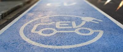 A green canopy of leaves, sunlight filtering through, creating dappled shadows.