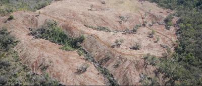 Land cleared in paddock, showing cleared area, trees, and fence.