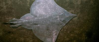 Maugean skate, underside view, white belly, dark spots, fins, ocean floor.