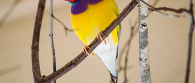 Wildlife, kangaroo, grass, trees, sunny day.