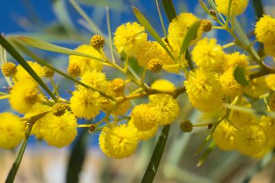 Woman in white shirt, holding a plant, smiling, outdoors, sunlight.