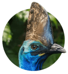 Southern Cassowary, large flightless bird, blue neck, black feathers, helmet-like casque, standing.
