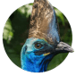 Southern Cassowary, large flightless bird, blue neck, black feathers, helmet-like casque, standing.