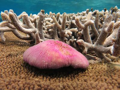 Coral colours and textures