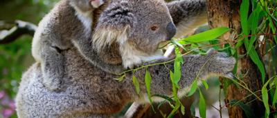 Koala mother and baby clinging to a tree branch.