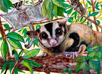 Sugar glider in a tree, web image, header.
