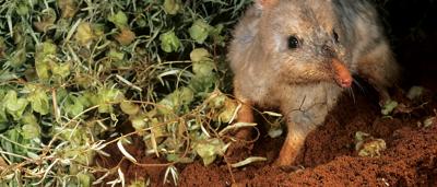 Greater Bilby, Macrotis lagotis, standing, long ears, brown fur, desert habitat.