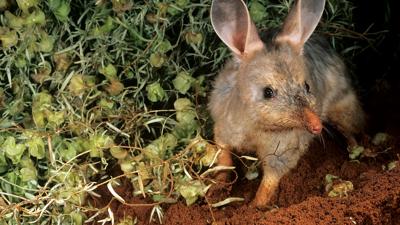 Greater Bilby, Macrotis lagotis, standing, long ears, brown fur, desert habitat.