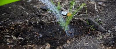 Green sapling planted in soil, with a protective canopy structure.