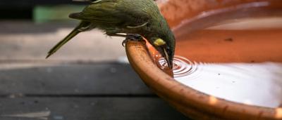 Lewin's honeyeater bird drinking water from a dish on a deck. Australian native fauna.
