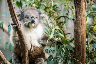 Koala clinging to a eucalyptus tree branch, brown fur, grey bark.